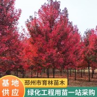 红枫树苗 四季中国红 日本红枫 美国红枫 盆栽地栽苗 量大优惠