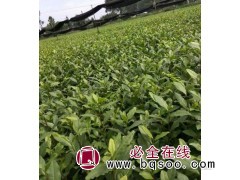 名川农业优质供应名选131茶树苗 可实地考察选择大小植株图1