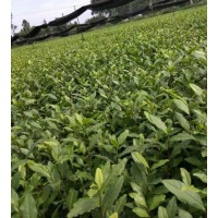 名川农业优质供应名选131茶树苗 可实地考察选择大小植株