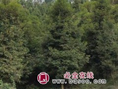 桢楠