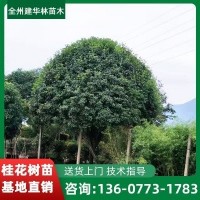 桂花苗 冠幅200cm桂花树 建华林苗木供应优良树种