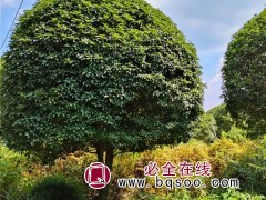 桂花