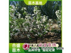 八棱海棠果 海棠园林 观景树苗长生果 合盛苗木图1