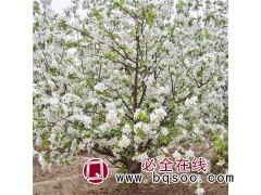 海棠花树苗 八棱海棠 办公室海棠花 八棱海棠树苗种植基地图1