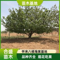 垂丝海棠树 15公分八棱海棠 海棠苗木长期供应 合盛