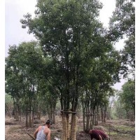 单杆丛生乌桕 15-25公分乌桕 小潘苗圃 易成活 浙江苗木基地