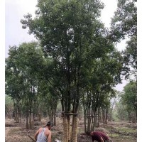 单杆丛生乌桕 15-25公分乌桕 小潘苗圃 易成活 浙江苗木基地