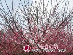 红梅