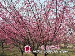 红梅