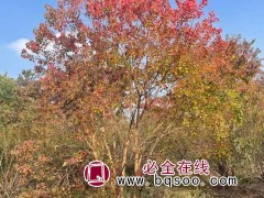 丛生乌桕