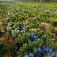 泽浩园林大量供应瓜子黄杨 四季常绿庭院广场工程苗木