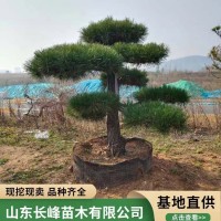 园林植物绿化乔木 盆景地栽景松树泰山景松迎客松 长峰苗木