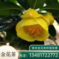 金花茶现货 花茶种子苗种植基地出售 嫦龙苗圃 易栽培