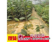 金花茶原生盆栽苗 苗木花卉盆景植物 嫦龙苗木 易栽培图1