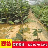 金花茶原生盆栽苗 苗木花卉盆景植物 嫦龙苗木 易栽培