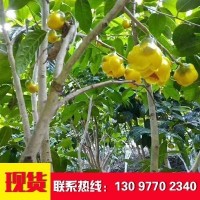 金花茶苗成品现货出售 金花茶种植基地 提供技术支持服务