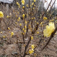 基地供应腊梅树苗 庭院盆苗 小区道路观赏开花植物 苗木