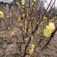 基地供应腊梅树苗 庭院盆苗 小区道路观赏开花植物 苗木