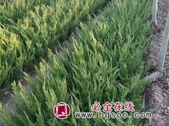 龙柏