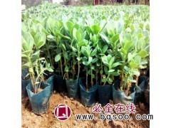 八宝景天 景天杯苗 庭院观赏绿化 耐寒抗旱 根系好 易成活图1