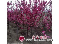 锦鹏园林 绿叶榆叶梅 榆叶梅苗木培育基地 根系好 耐寒耐旱图1