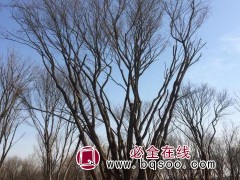茶条槭