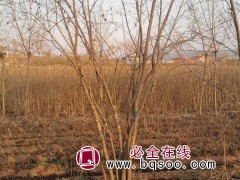 茶条槭