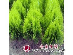 洒金柏苗苗木种植 扁柏灌木庭院工程绿化基地图1