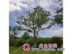 乌桕 绿璟园林基地现挖 小区市政绿化苗木 树形好图1