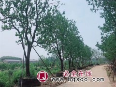 乌桕