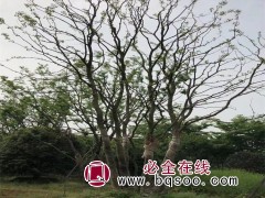 乌桕