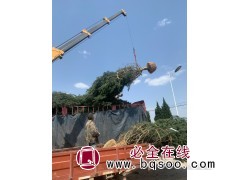 西安白皮松图3