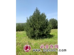 西安白皮松图4