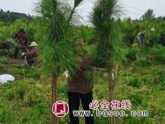 湿地松