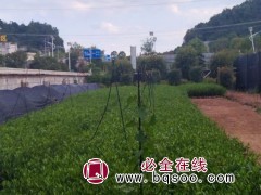 小叶栀子花