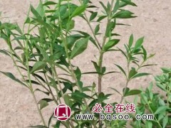 小叶栀子花