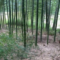 3公分刚竹 根系发达 带土发货 品质保证 毛竹苗 刚竹品种齐全绿化庭院