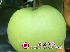梨苗