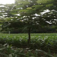 梧桐 供应精品大冠幅15-18-20公分法国垂柳旱柳