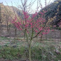 森美园 中国红樱花苗 景区绿化地栽耐寒苗木种植易存活