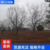 20公分朴树 绿三江基地 绿色环保植物 美观城市绿化