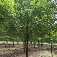 绿三江常年供应10公分香樟树 15公分香樟树规格齐全