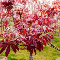 鸡爪槭小苗 基地绿三江苗圃 红叶美观易移植