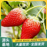 草莓苗 新品种奶油 径粗2公分 GM8耐旱 果实很甜