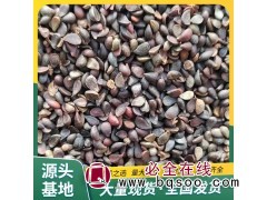 袋装杜梨种子 浸泡催芽落叶乔木 裕丰农业 播种耕地发芽图1