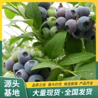 蓝莓苗 夏普兰南高丛品种蓝莓 果粉厚耐储藏 裕丰农业苗木