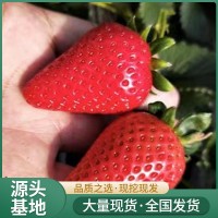 草莓苗品种 中科7.5品种红实美茎3.5㎝ 双层平贴长势旺 裕丰园林