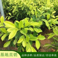 园林植物 精品黄金榕7斤袋 常绿灌木观景苗木 基地直供