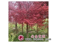 红枫树基地现货 工程建设装饰乔木 观赏价值高 规格齐全图1