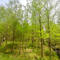 苗木中 山杉基地 落羽杉 水杉 池杉行道风景树供应现挖出售